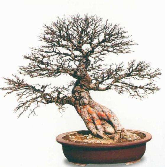 2020年 商丘市第三届园林盆景艺术展