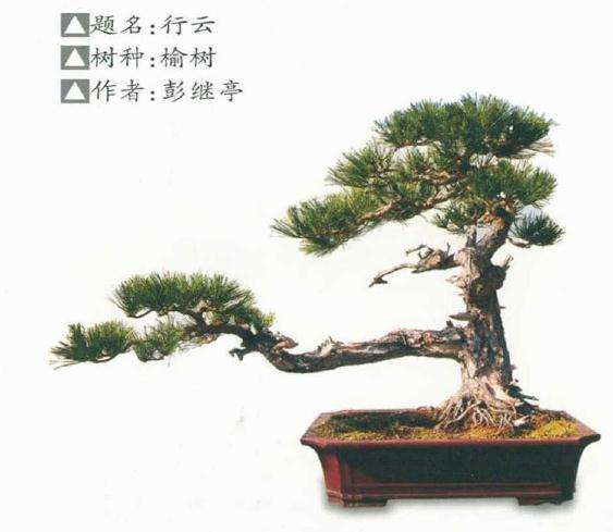 2020年 商丘市第三届园林盆景艺术展