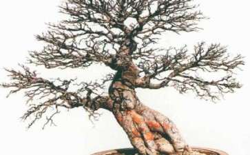 2020年 花木盆景杂志 年底语