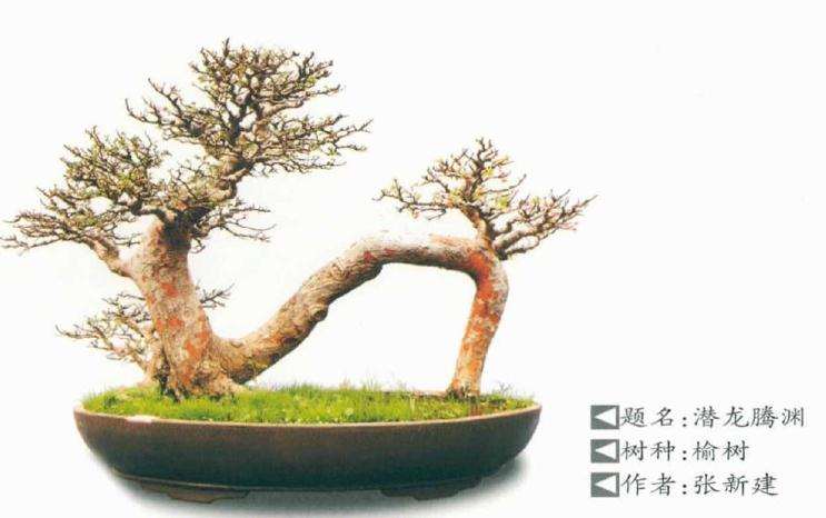 2020年 河南漯河盆景园艺展