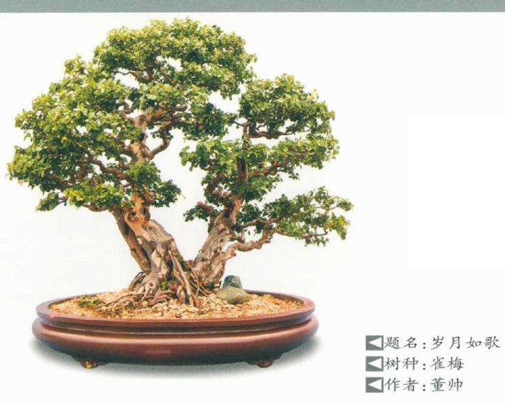 2020年 河南漯河盆景园艺展