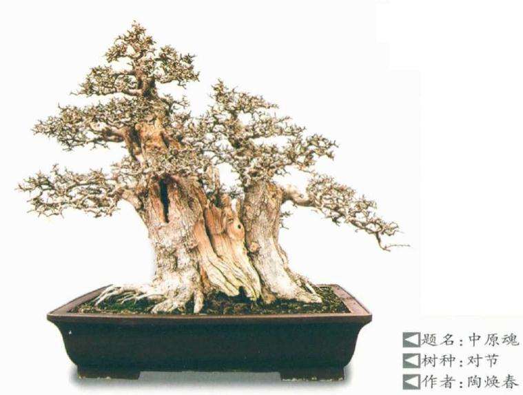 2020年 河南漯河盆景园艺展