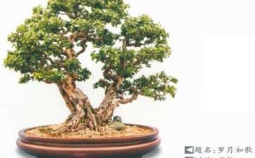 2020年 河南漯河盆景园艺展