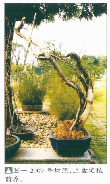 韩学年怎么博兰盆景的方法