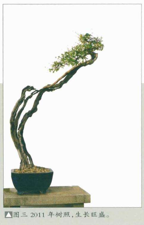 韩学年怎么博兰盆景的方法