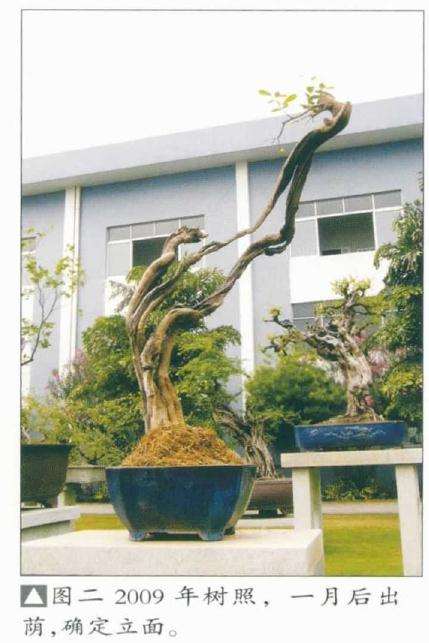 韩学年怎么博兰盆景的方法