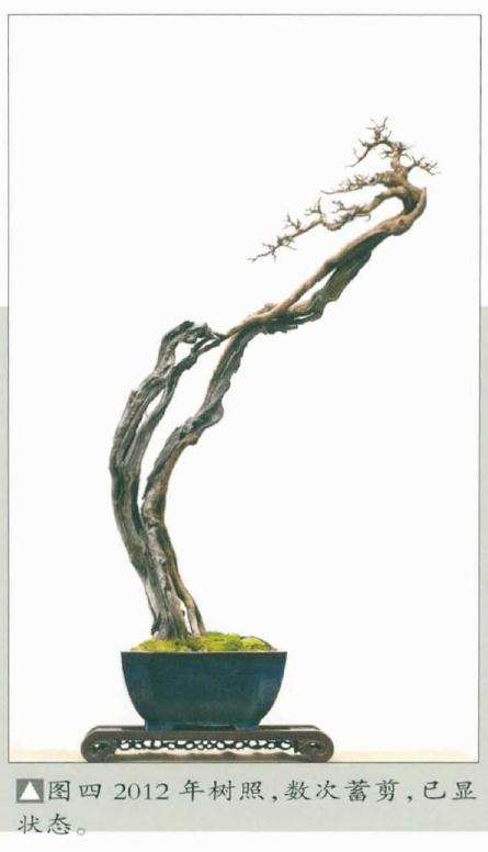 韩学年怎么博兰盆景的方法