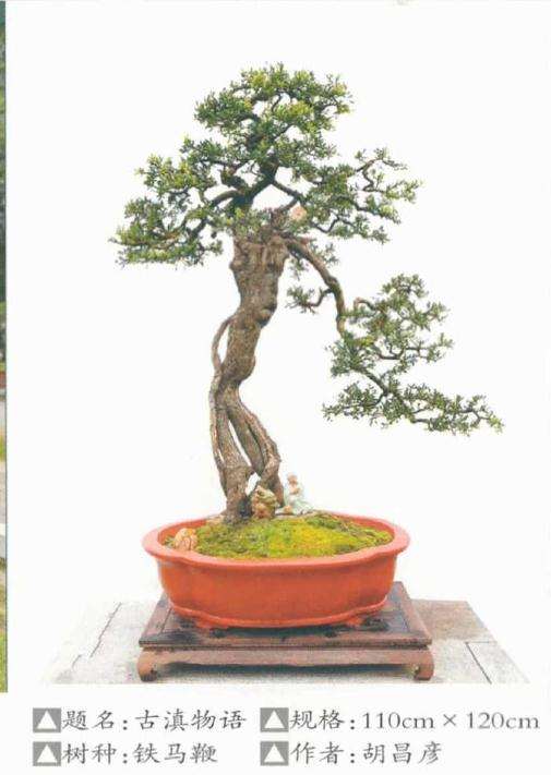 云南省盆景协会成立20周年庆典