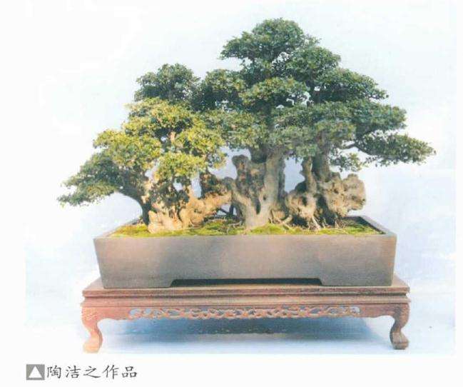 陶洁之获安徽省盆景终身成就奖