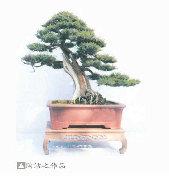 陶洁之获安徽省盆景终身成就奖