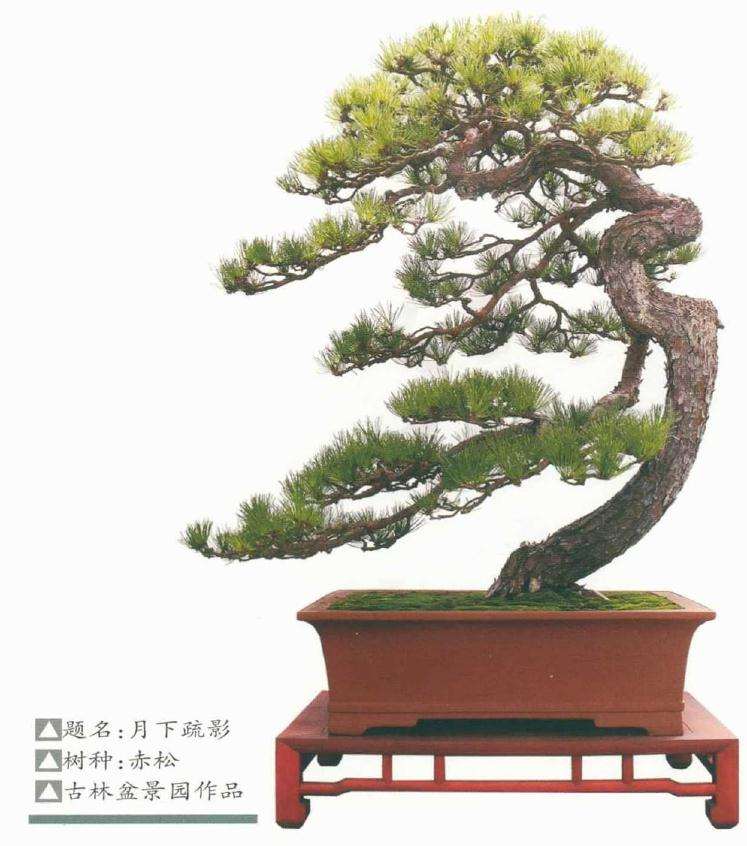 树桩盆景在精神需求的规律有哪些