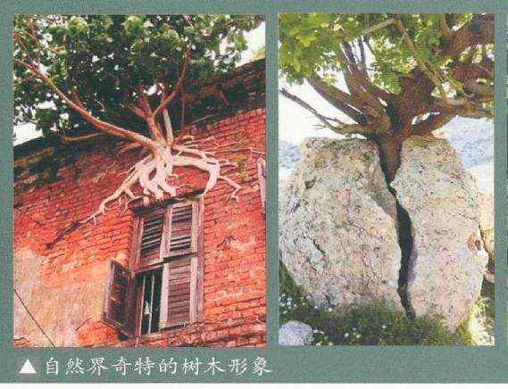 树桩盆景视觉心理转码选择的3个原则