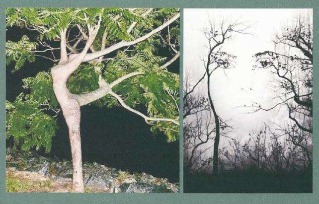 树桩盆景怎么凸显个性规律的方法