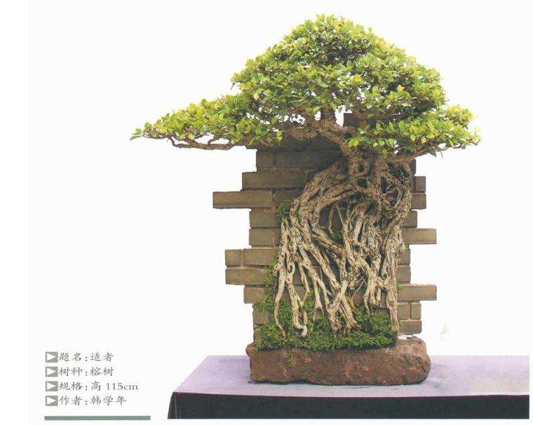 树桩盆景怎么凸显个性规律的方法