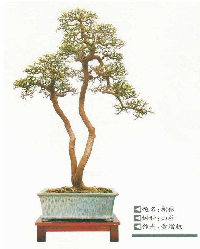 树桩盆景的2个因素方面的规律与原则