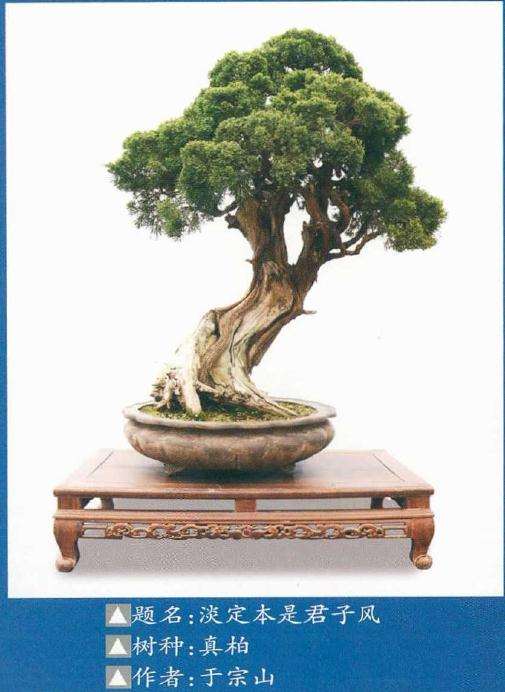 连云港市孔子文化节盆景展