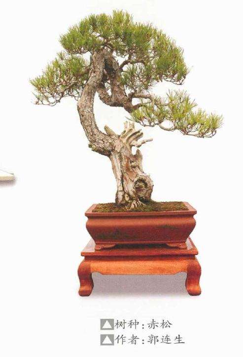 连云港市孔子文化节盆景展