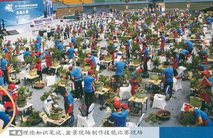2020年 盆景职业技能竞赛 图片