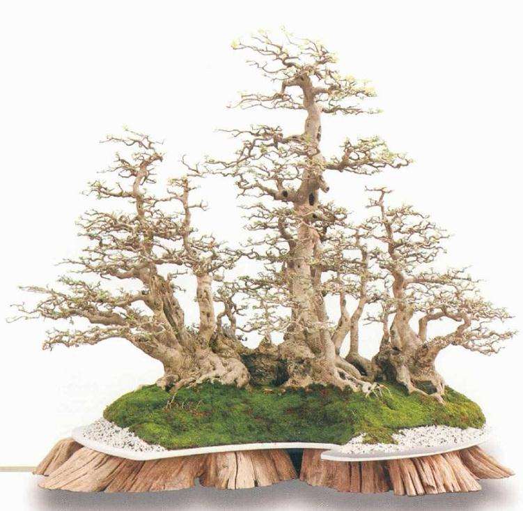 参展盆景作品有哪3个类型与规格
