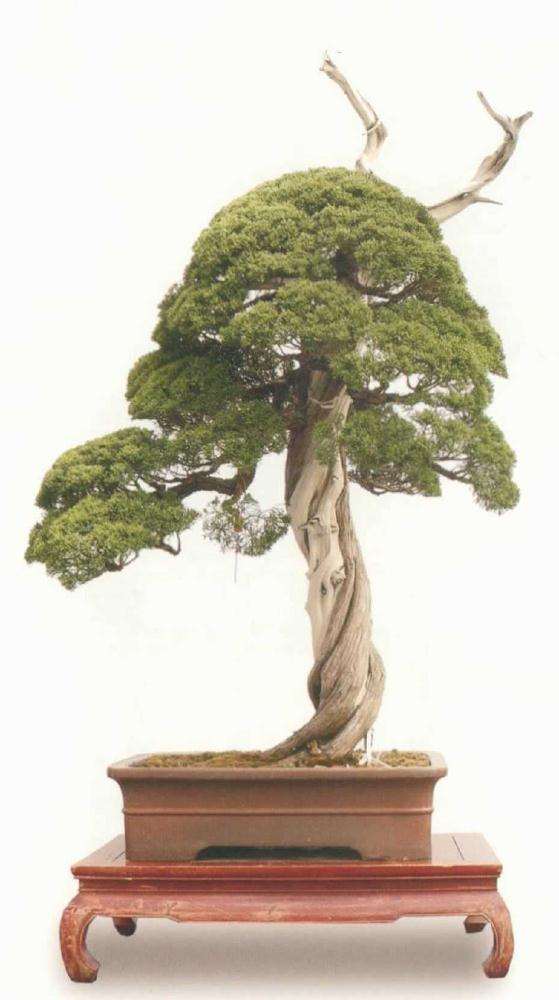 盆景评比的4个标准是哪些