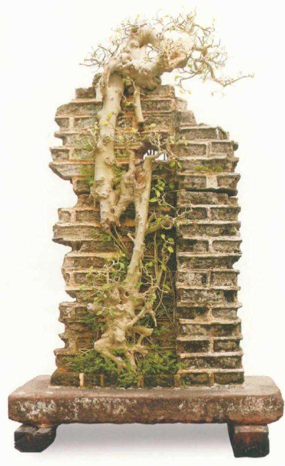 盆景评比的4个标准是哪些