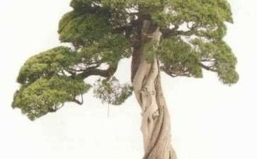 盆景评比的4个标准是哪些 图片