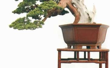 盆景评委应符合以下4个条件