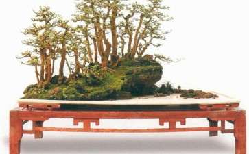 为什么盆景评委会和监委会5人组成