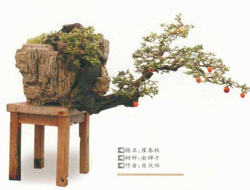 为什么盆景评比有6个纪律