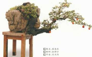 为什么盆景评比有6个纪律 图片