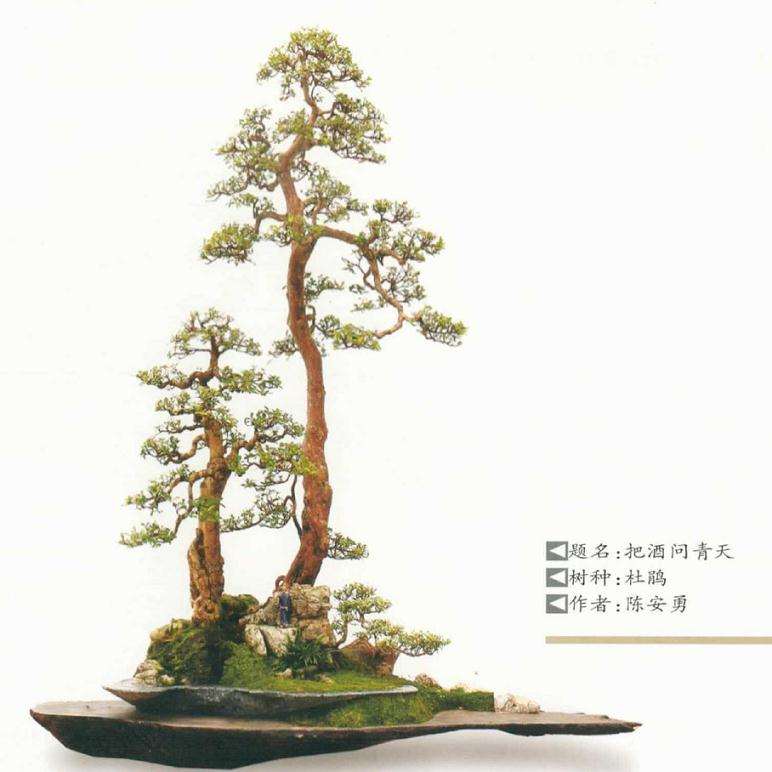 大型盆景展览评比的5个具体程序