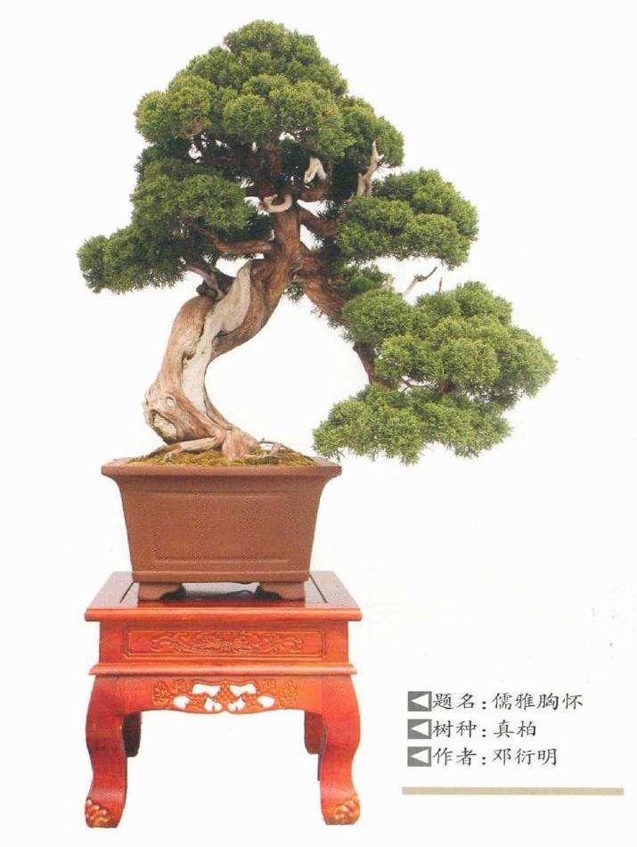 对未来盆景展评比的8建议