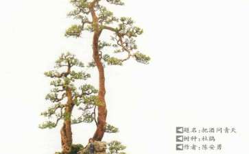 本人对未来盆景展评比的8建议