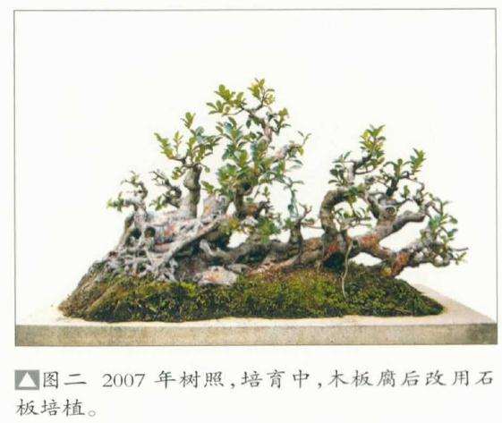 图解 韩学年教你怎么制作榕树丛林盆景
