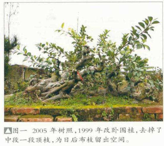 图解 韩学年教你怎么制作榕树丛林盆景