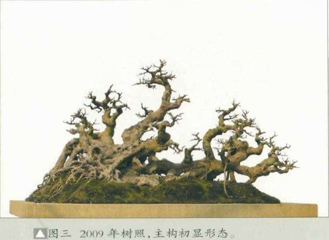 图解 韩学年教你怎么制作榕树丛林盆景