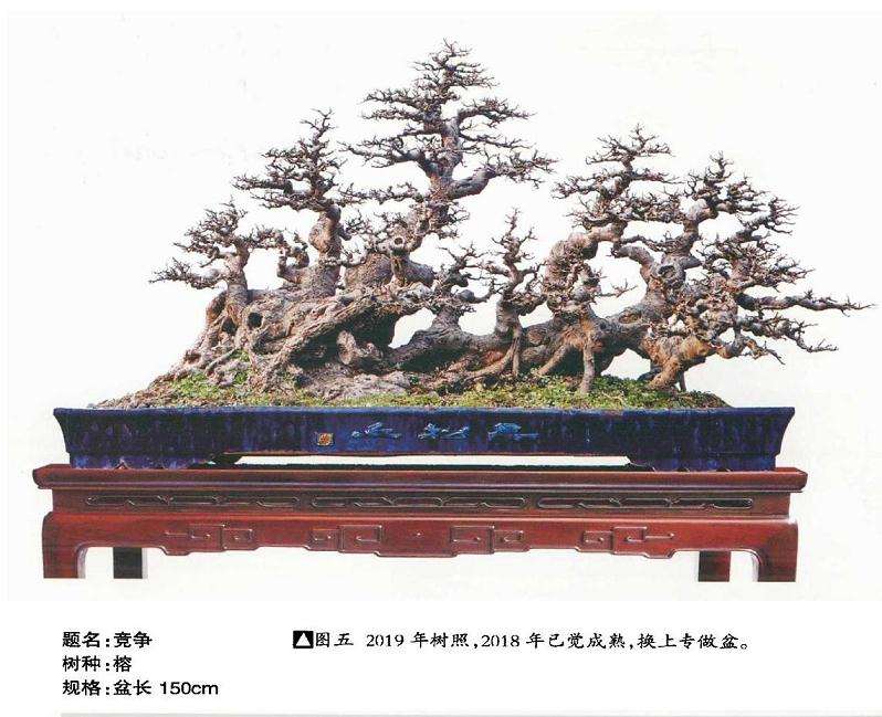 图解 韩学年教你怎么制作榕树丛林盆景