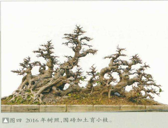 图解 韩学年教你怎么制作榕树丛林盆景