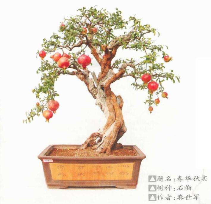 开封铁塔杯盆景邀请展成功举办