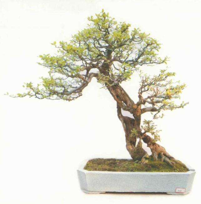 开封铁塔杯盆景邀请展成功举办