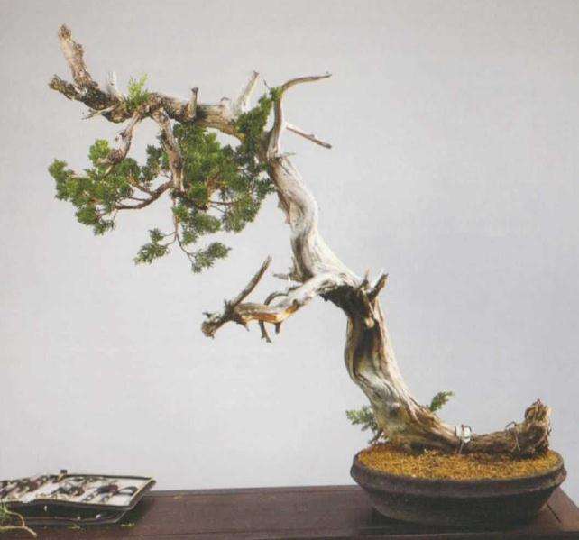 崖柏盆景怎么造型的方法
