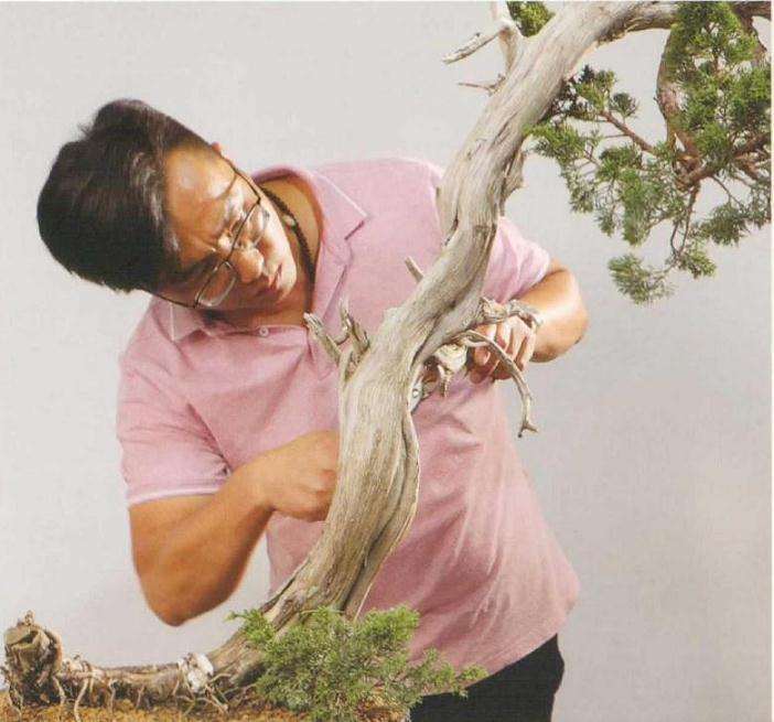 图解 崖柏盆景怎么造型的方法