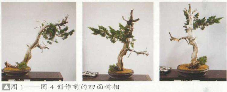 图解 崖柏盆景怎么造型的方法