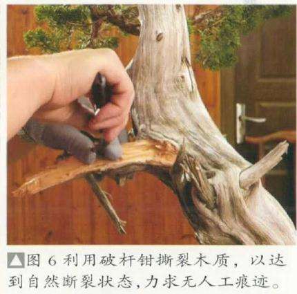 图解 崖柏盆景怎么造型的方法