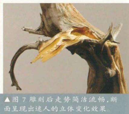 图解 崖柏盆景怎么造型的方法