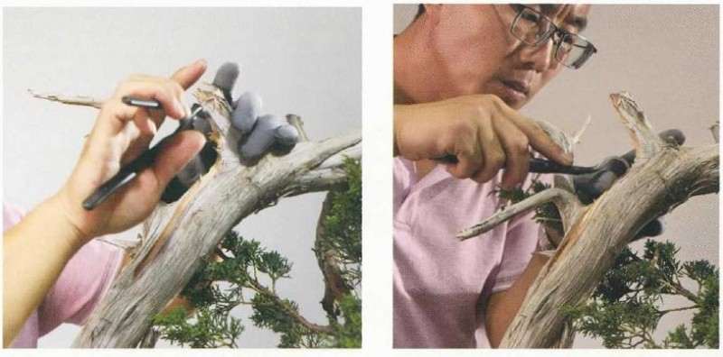 图解 崖柏盆景怎么造型的方法