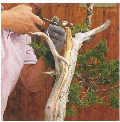 图解 崖柏盆景怎么造型的方法