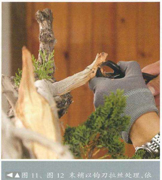 图解 崖柏盆景怎么造型的方法