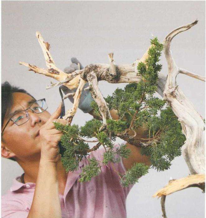 图解 崖柏盆景怎么造型的方法