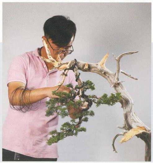 崖柏盆景怎么造型的方法